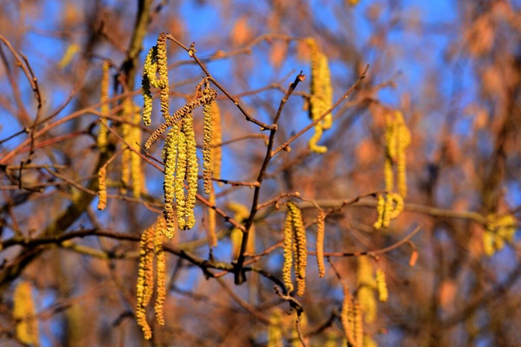 image du pollen de noisetier qui provoque des allergies